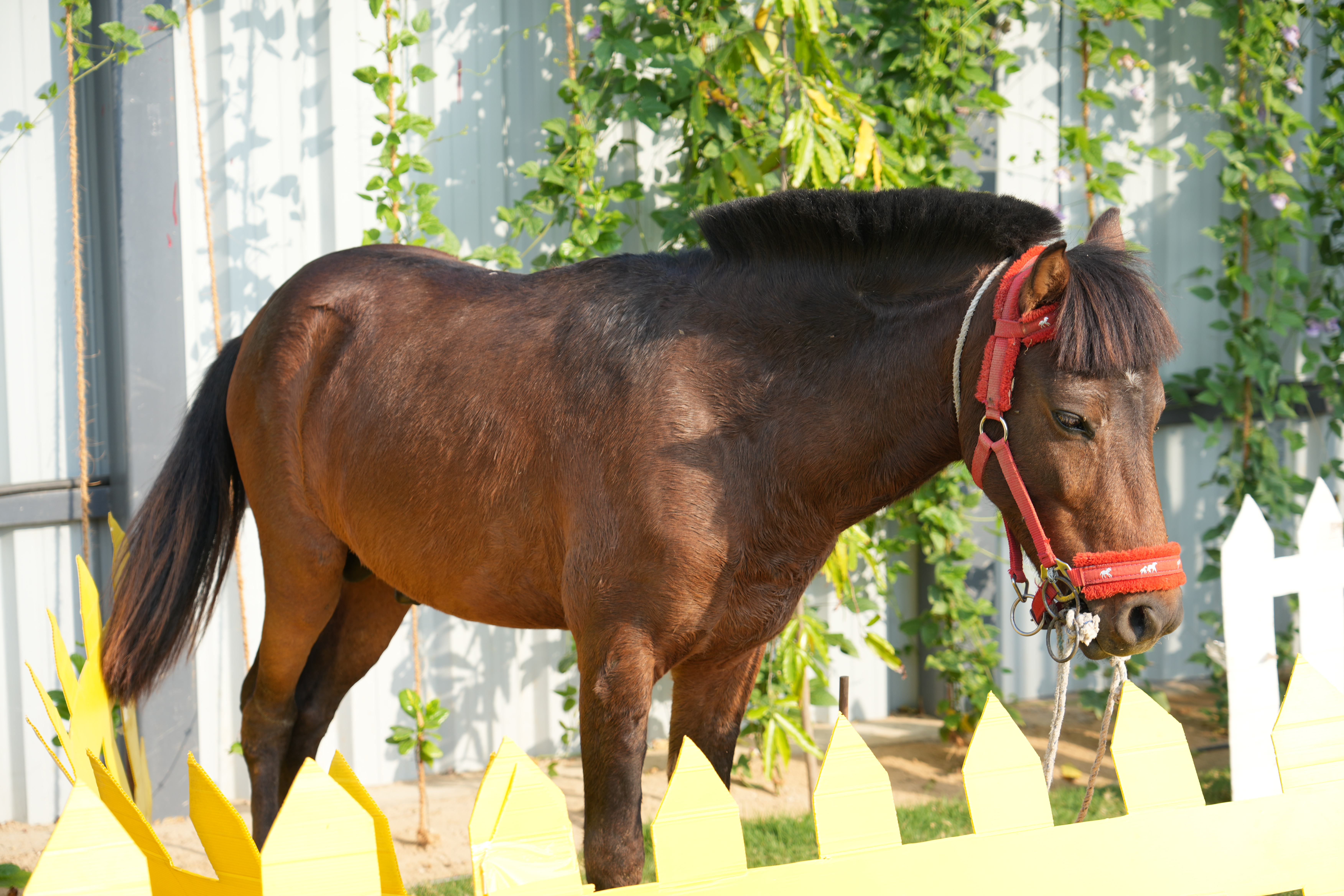 Farm Frolic