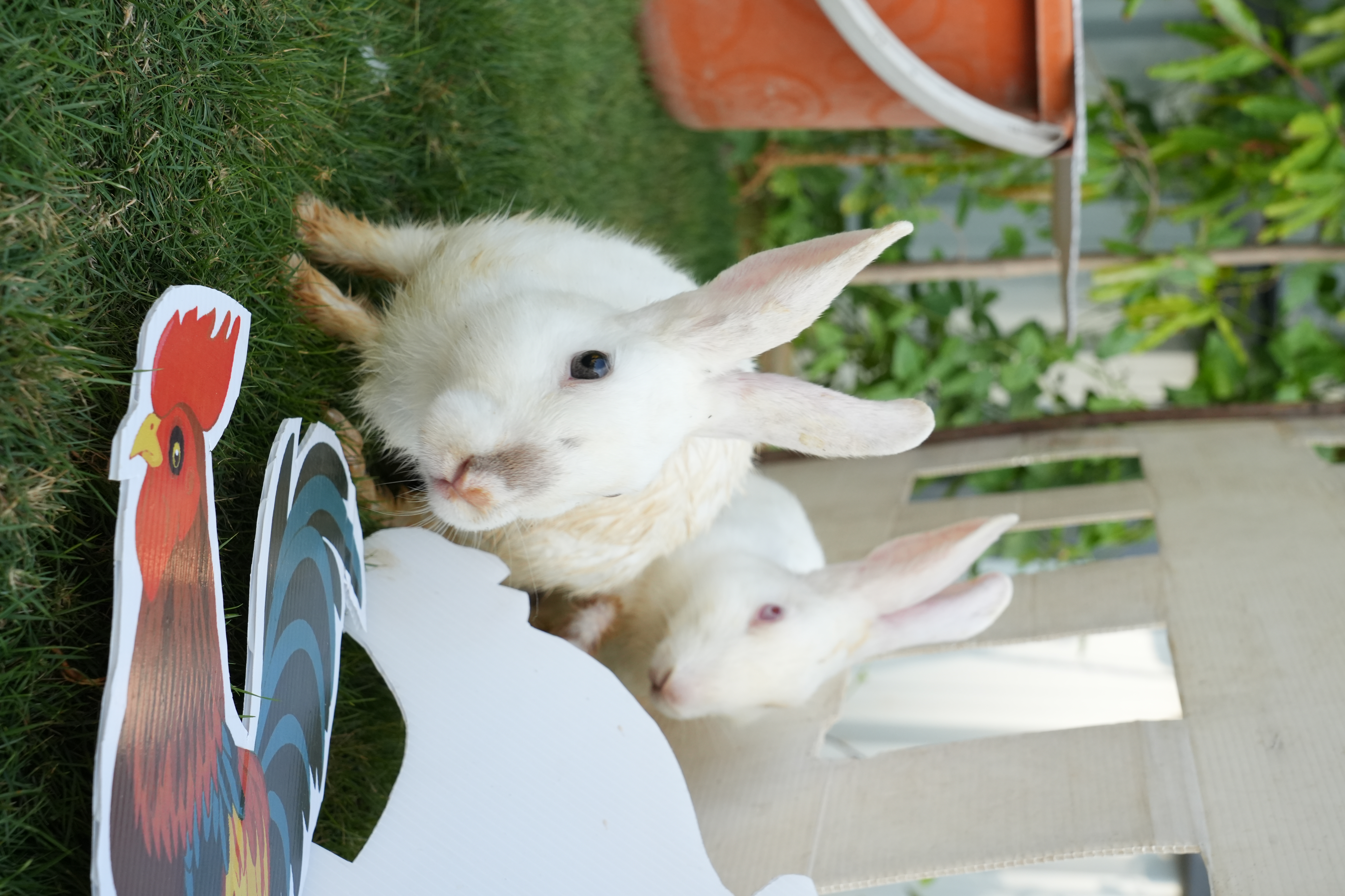 Farm Frolic